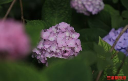 营养补给：让花朵梗艳丽