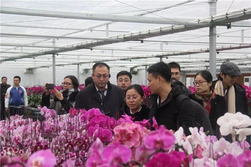 创新臭氧保鲜技术，花卉永葆新鲜活力！