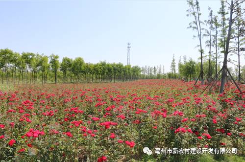 田园憧憬月季：大自然的魅力， 你的花园必备