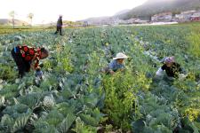 高原蔬菜的优势