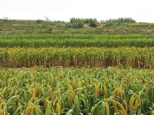 黄土高原的草种选择：一场与干旱的较量