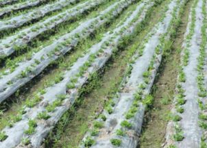 效果显著，成本geng低