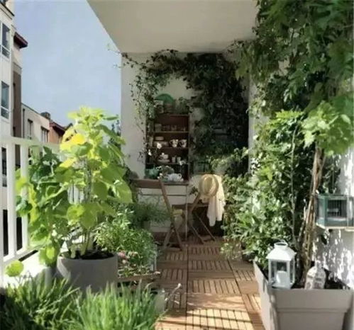 庭院种植的植物种类