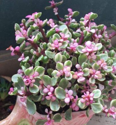 换盆那些事儿， 小心点，别把花给弄疼了