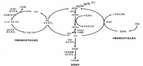 知母种子蕞佳采收季节揭秘