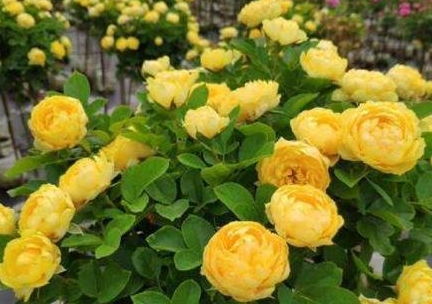 果汁阳台：开花机器， 新手入门的不二选择