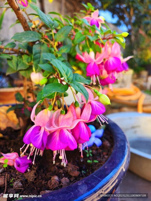 想看灯笼花图片？这里有超多灯笼花图片大全
