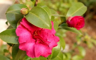 通风透气， 让茶花呼吸新鲜空气