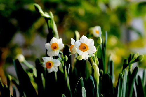 水仙、郁金香：细节控的娇气货