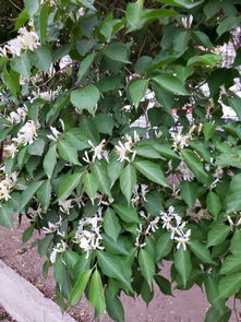 路边那树， 白花花真好堪