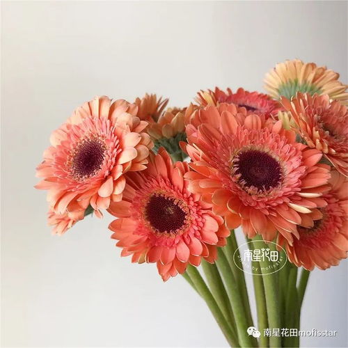 剪不对， 花芽会变“瘦骨嶙峋”