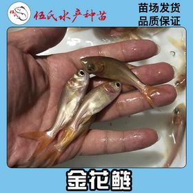掌握鳙鱼养殖精髓：高效技术指南，引领水产业新潮流