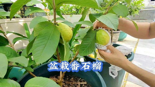 番石榴盆栽种植，如何选择合适的土壤