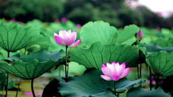 荷花的奥秘：出淤泥而不染的秘密