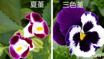 夏堇与三色堇， 两种花的小秘密