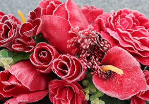 多头玫瑰的生长习性探秘