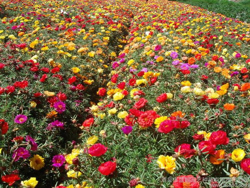 墓地种植花草的意义