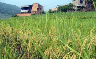 南北播种表收好