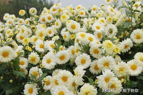 紫色菊花如何种植？适合哪些土壤和光照