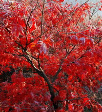 邳州：银杏，千年古树