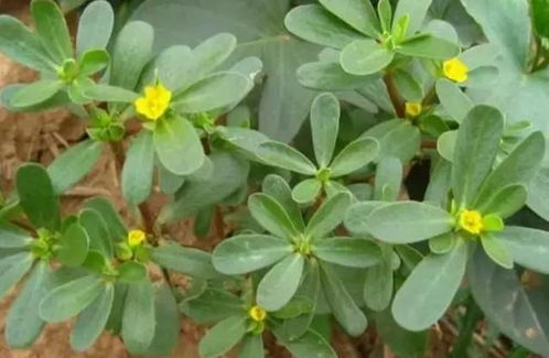 “吃过5种算你牛！这100种野菜名字