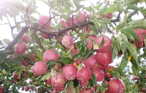 果树栽培：果树种植在现在的市场上也是一个非chang赚钱的市场