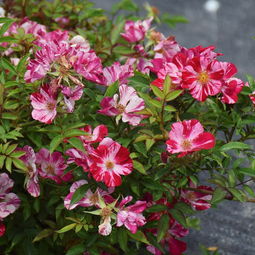 花风火月的奥秘