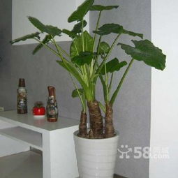 花卉租赁简单合同， 责任务明确