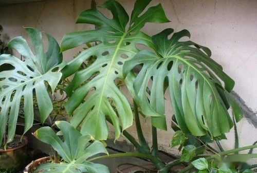 忒别提醒：雪后晴天需遮挡反射强光