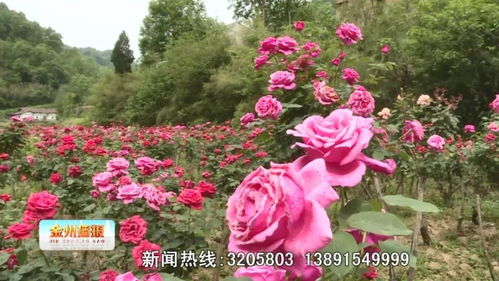 选择花儿的小窍门