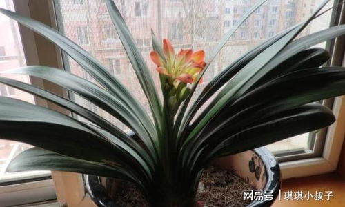 君子兰的土壤选择与品种偏好