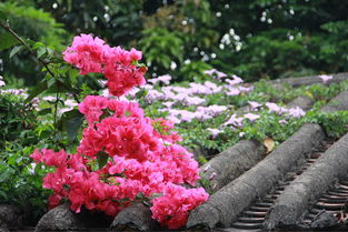 华南农业大学新培育的“烈焰”系列朱槿， 43℃高温下也嫩开花