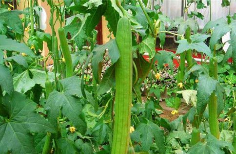 丝瓜花期不要喷什么药？