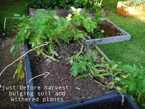 土壤改良：油麻藤种植的基石