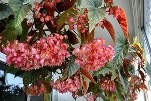 竹节海棠花期长，花蕾现枝头，春季赏花新宠！