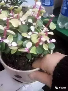 粉掌花变绿了是缺水了吗