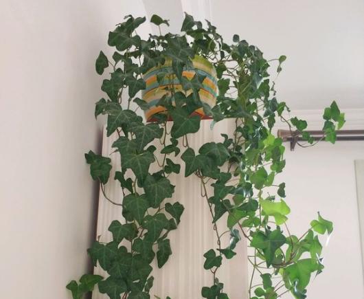 光照与湿度：常春藤生长的守护神