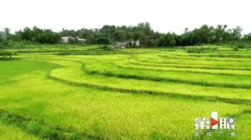 油茶种植：良种选择与造林重要性解析