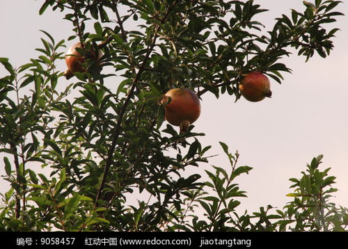 吡虫啉浓度高，植物会死吗？