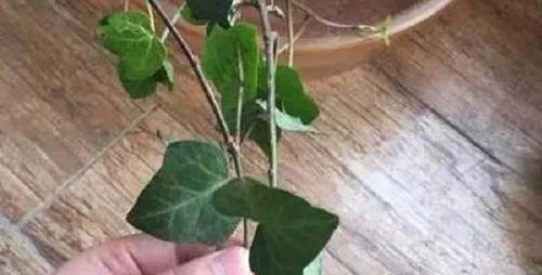 三、育苗过程中的注意事项