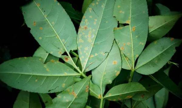 花椒树锈病落叶，咋个防范个防治哦？