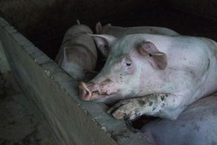 育肥猪延后出栏原因及应对策略