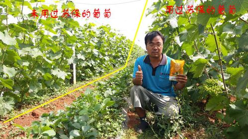 丙环唑：农作物真菌病害的克星