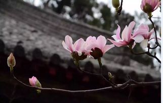 旱莲花图片，哪种形态更美