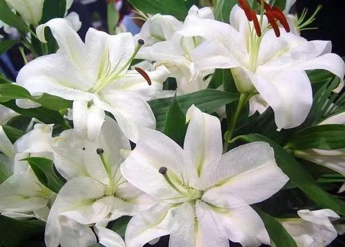 “以百合花为媒介，如何巧妙地表达我对你的深情之思和无限想念