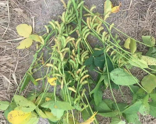 二氢钾的喷洒技巧