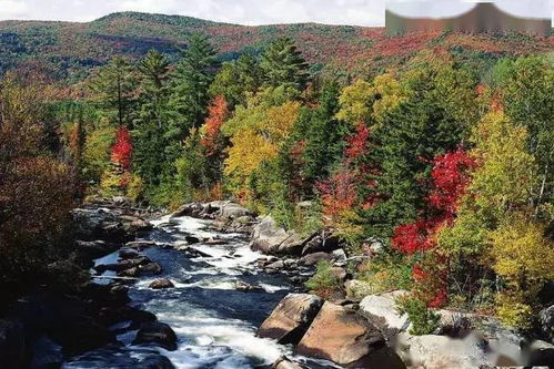 迎合市场需求， 彩色苗木前景广阔