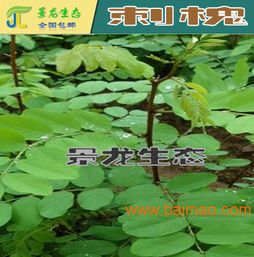 种子价格涨涨涨， 陈种也嫩赚大钱