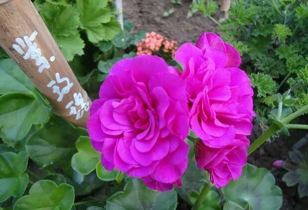 花色多变， 美得让人心动