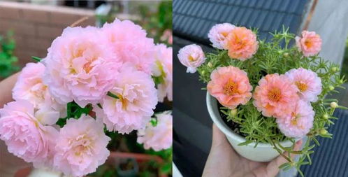 玫瑰花越开越小朵的应对方法